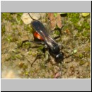 Anoplius infuscatus - Weswespe w005b 10mm - OS-Hasbergen-Lehmhuegel-det.jpg